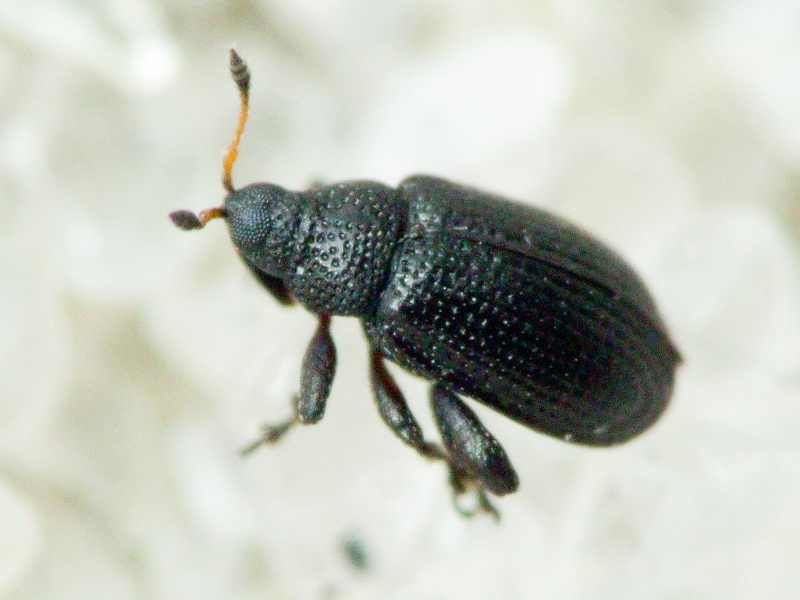 Rhamphus oxyacanthae Marsham, 1802